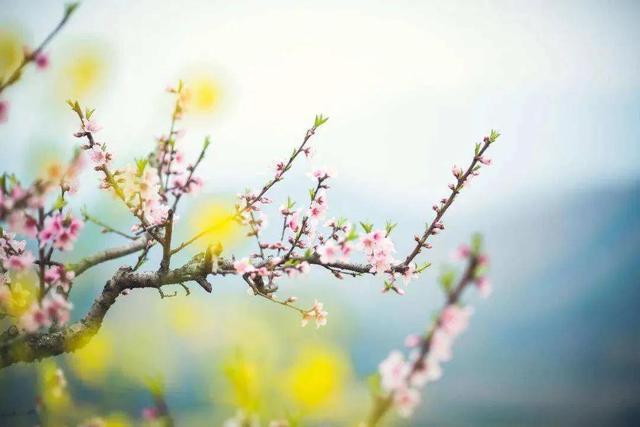 20个关于春天的神仙句子，唯美极简温柔治愈文案