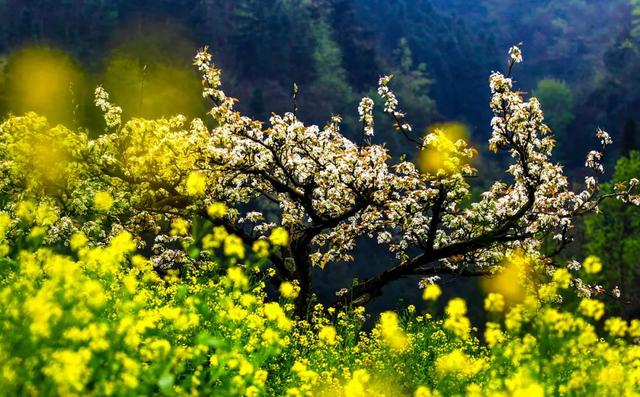 10首最美春分诗词，海棠花落，梅子半酸，正是人间好时节
