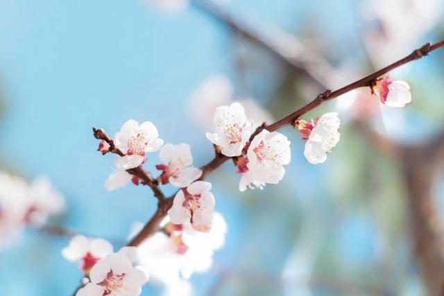 10首最美春分诗词，海棠花落，梅子半酸，正是人间好时节