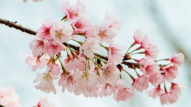 12首关于樱花的古诗词：樱花烂漫，堆云叠雪，千株万片绕林垂