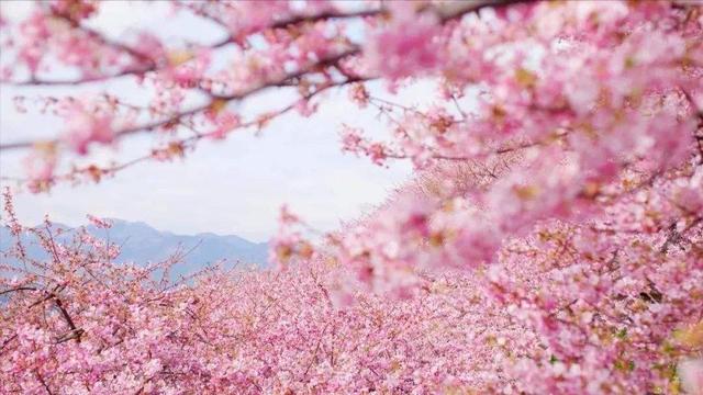 12首关于樱花的古诗词：樱花烂漫，堆云叠雪，千株万片绕林垂