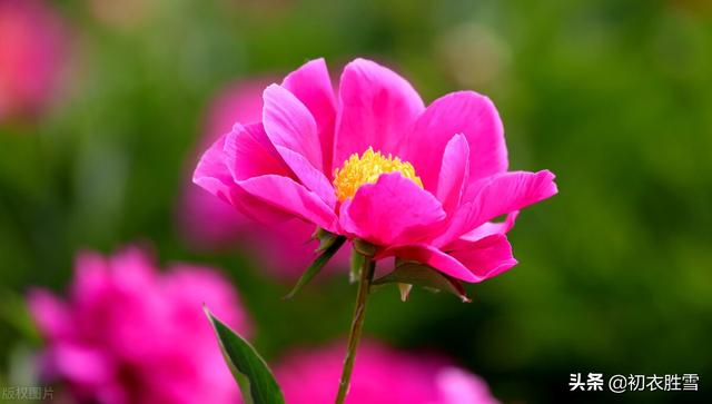 早夏花事诗词10首，楝花榴花葵花蔷薇荼蘼芍药玫瑰，你知道几种？