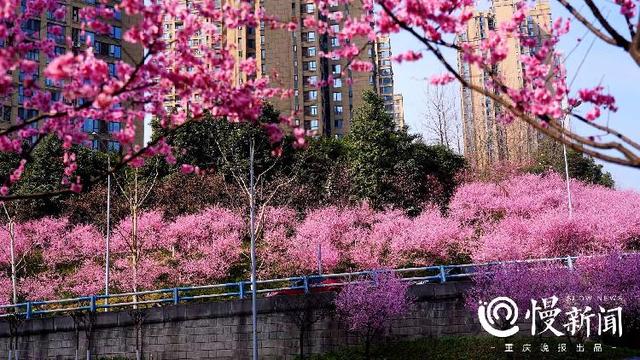 早春赏花中心城区最全地图来了！教你这样区分桃花、樱花、梅花