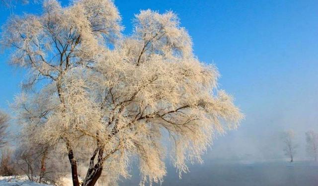 古诗词里冬天的柳树，不仅给人以温热和感动，也是春天的使者