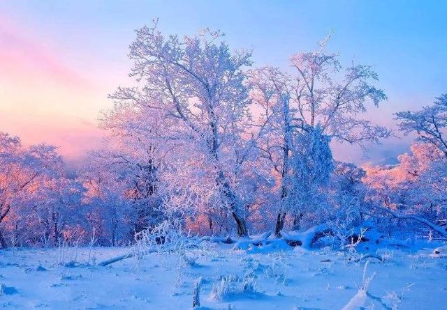古诗词里冬天的柳树，不仅给人以温热和感动，也是春天的使者