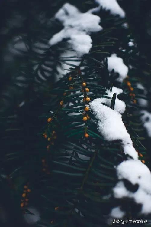 最美古诗词｜时光惊雪，雪落成诗，美到骨子里