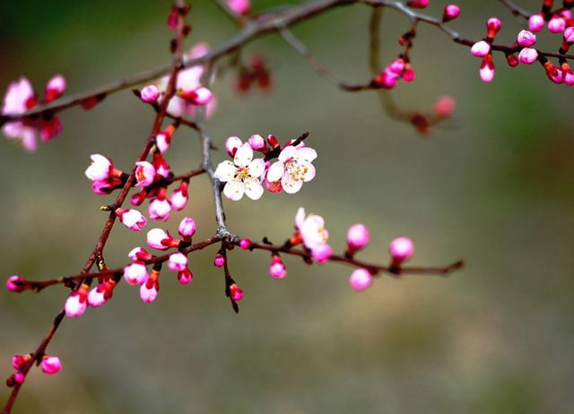 「诗词鉴赏」诗中寻春春亦浓，十首寻春的诗词，跟春天来个约会