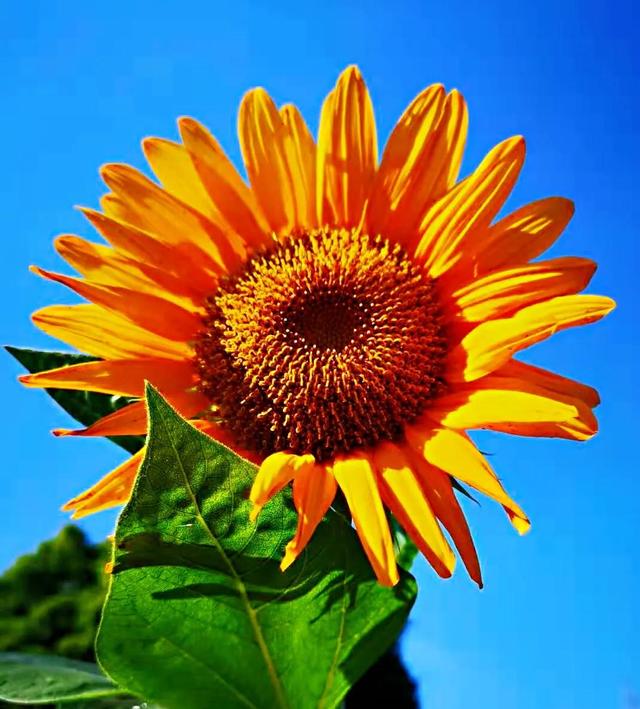观赏向日葵及常见品种介绍