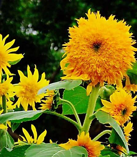 观赏向日葵及常见品种介绍