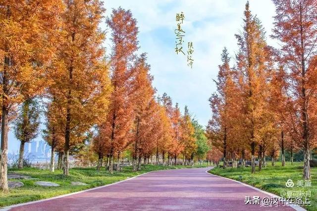 汉中江边的秋色，颜值拉满