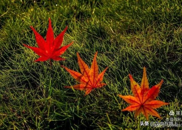 汉中江边的秋色，颜值拉满