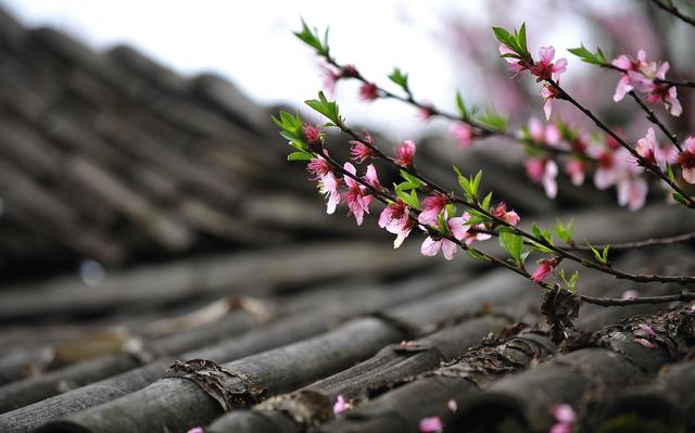 6个写桃花的千古名句，为春天增添了无穷诗意，令人心旷神怡