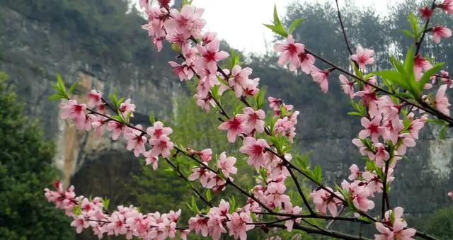 6个写桃花的千古名句，为春天增添了无穷诗意，令人心旷神怡