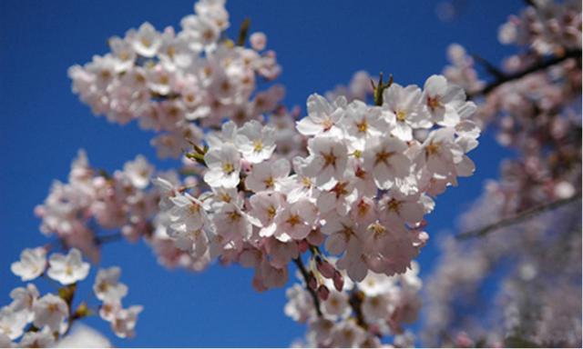 樱花是如何成为日本的象征的？