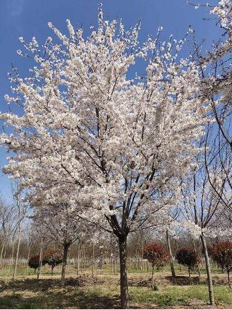 樱花是如何成为日本的象征的？