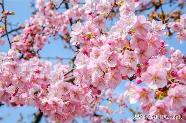 七律·樱花三月满枝头（辘轳体新韵）