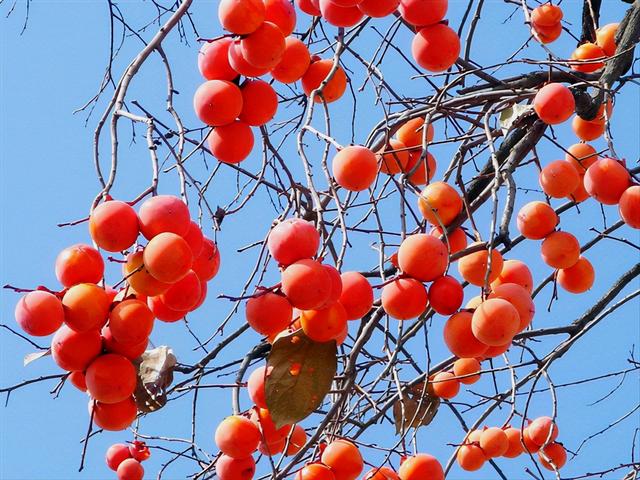 柿子红了，枝头上闪动着红色的亮光，树下是遥望的喜悦