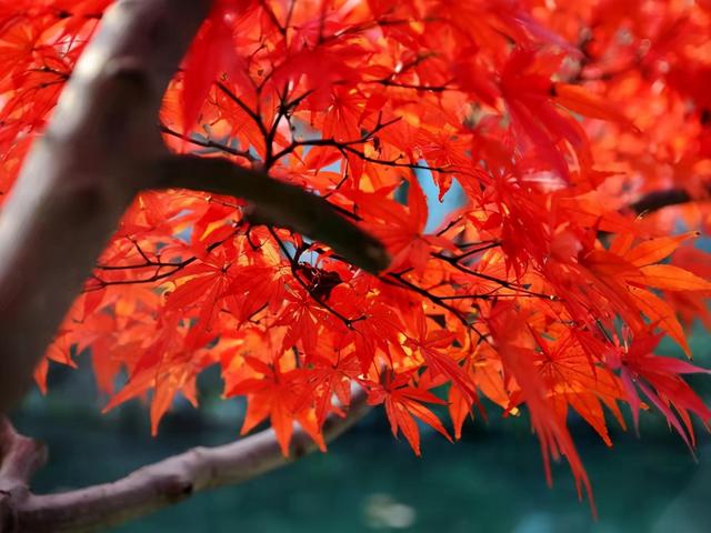秋天的枫叶，勾起我记忆深处的校园恋曲……