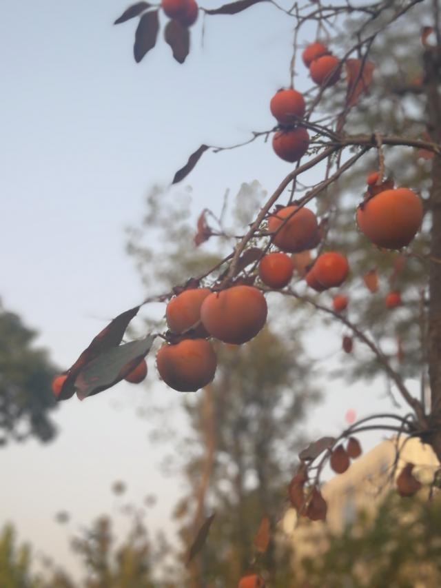 秋天里，红红的柿子像灯笼一样高高挂在枝头