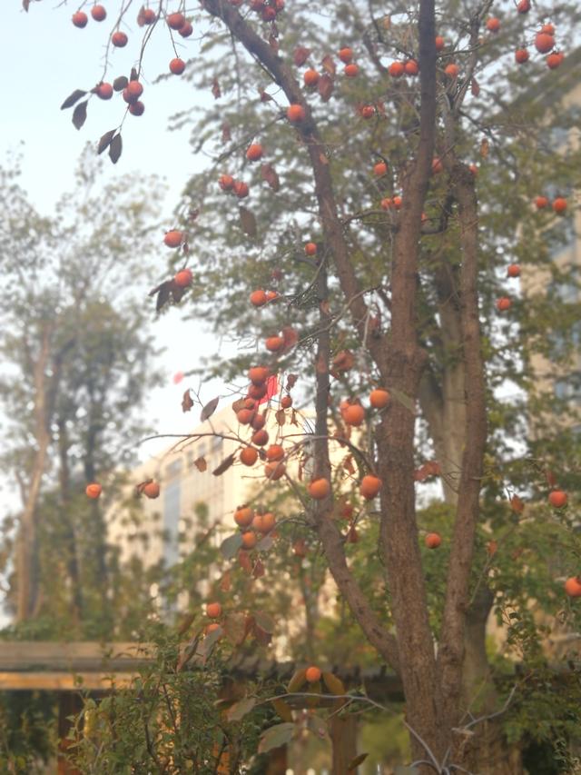 秋天里，红红的柿子像灯笼一样高高挂在枝头