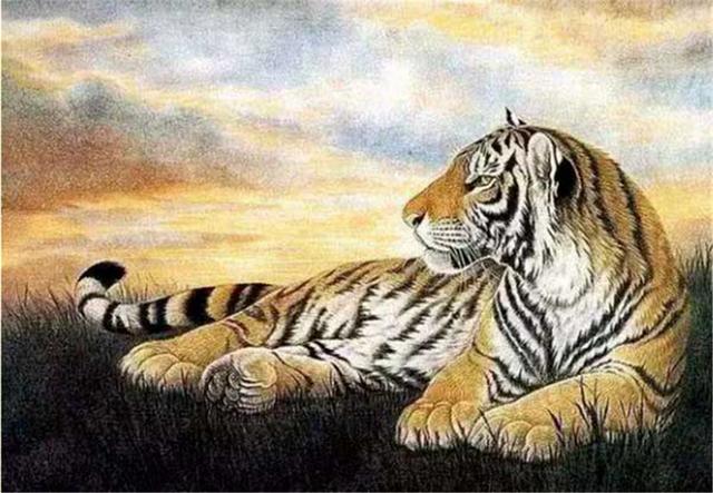 湖北神农架出现过山黄，像虎又像豹，有华南虎的2倍大4倍重