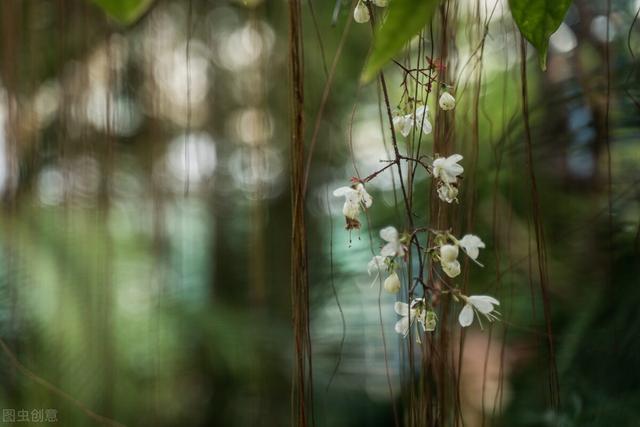 温庭筠这5首唯美的词惊艳了一千年：兰露重，柳风斜，满庭堆落花