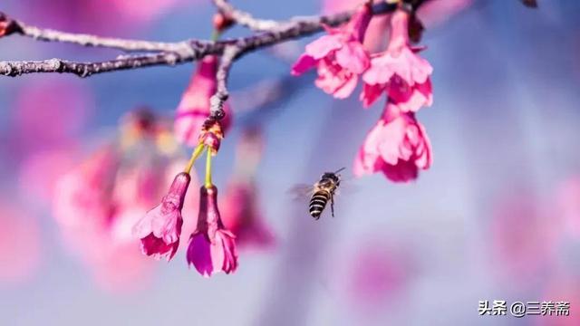 宅家抗疫时读苏轼的《一丛花·初春病起》，愿春日安好，远离疫情