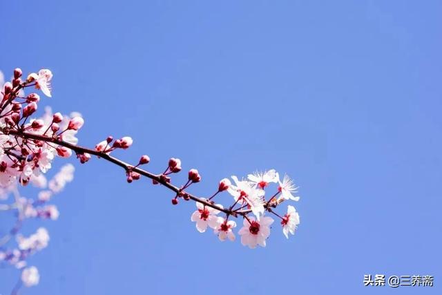 宅家抗疫时读苏轼的《一丛花·初春病起》，愿春日安好，远离疫情
