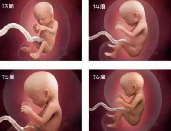 1-40周胎儿发育高清图，看完更觉孕育生命的奇妙，网友：可爱无疑