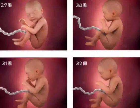1-40周胎儿发育高清图，看完更觉孕育生命的奇妙，网友：可爱无疑