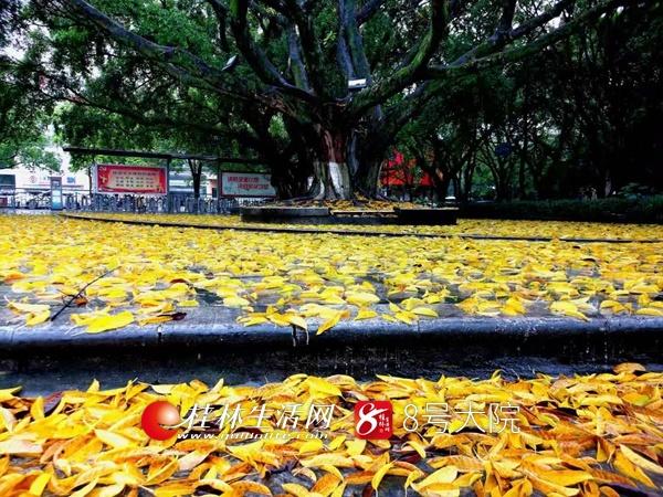 桂林街头再现诗情画意一幕！落叶缤纷美如画，乍一看像一层金色地毯