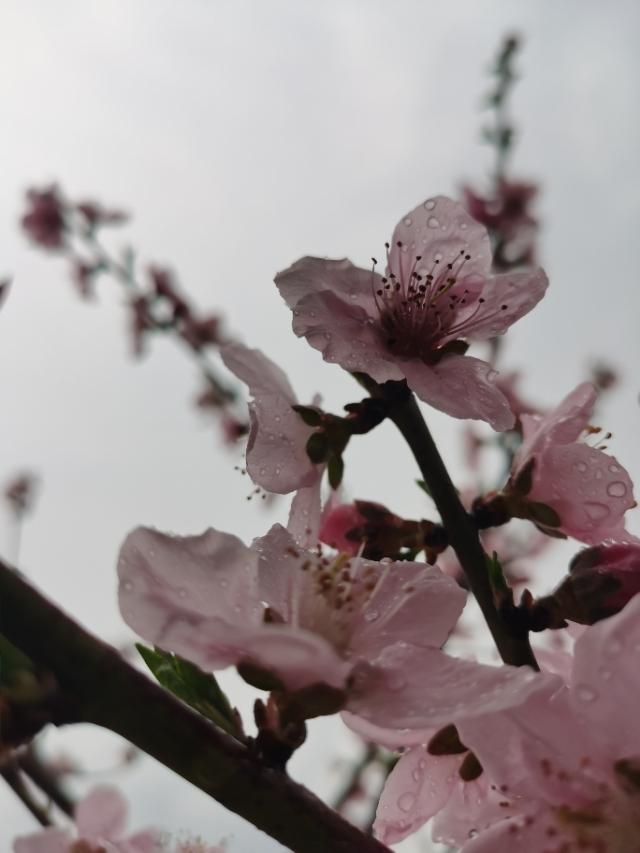桃花细雨像极了春天