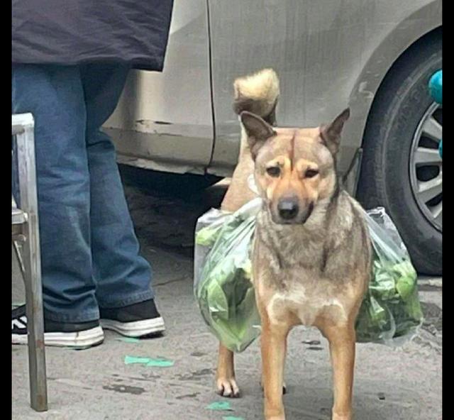 田园犬和主人去买菜，还帮忙背着一大袋的青菜，好暖心的陪伴