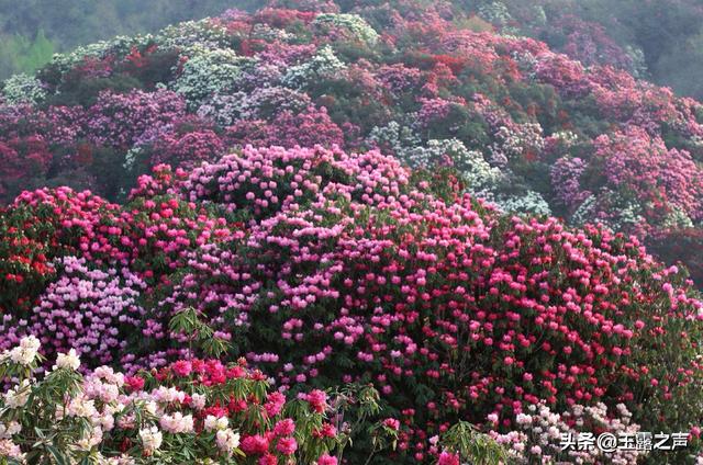 意境高妙的10首杜鹃花诗，哪一首能迎来贵州百里杜鹃最美时刻？