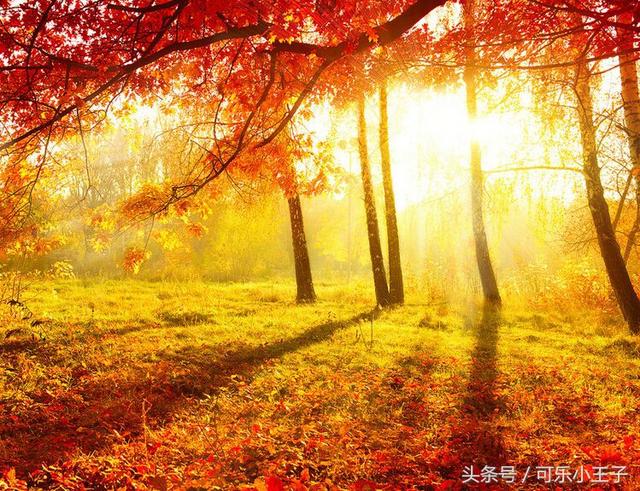秋天一个温暖而又让人沉醉的季节，林间小道的枫叶就像金色的海洋