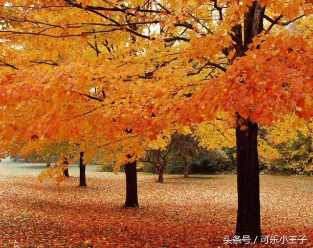 秋天一个温暖而又让人沉醉的季节，林间小道的枫叶就像金色的海洋
