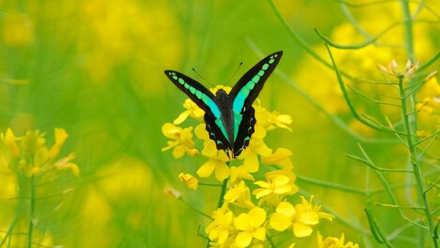 10首菜花舞蝶的古诗词，到底是蝶在戏花，还是花在戏蝶？