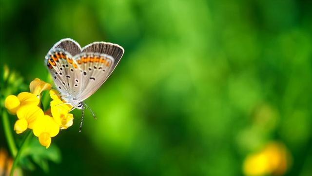 10首菜花舞蝶的古诗词，到底是蝶在戏花，还是花在戏蝶？