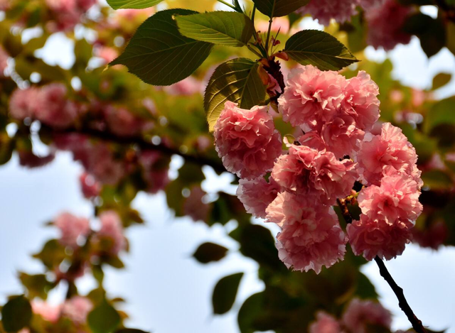 想3秒内分辨桃花、樱花、杏花、梅花、梨花……关键看5个地方