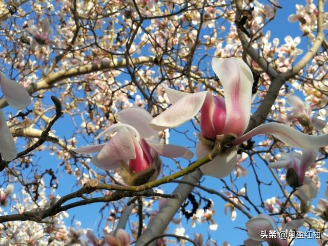 春风、春雨、春雪、春云、春光、春月、春花、春树、春景，究竟有多美？