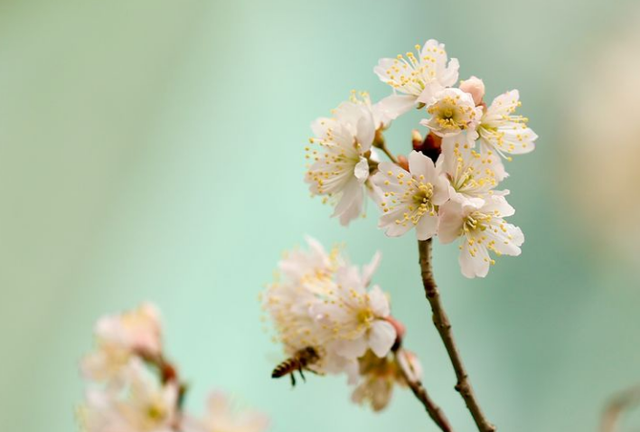 「诗词鉴赏」春有约 花不误，樱桃花竞相绽放，不负好春光