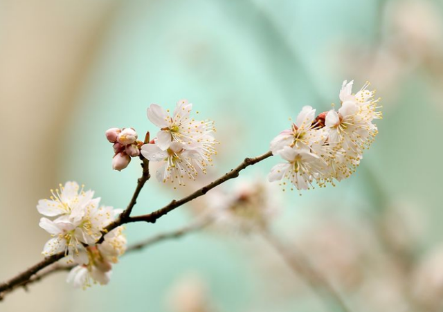 「诗词鉴赏」春有约 花不误，樱桃花竞相绽放，不负好春光